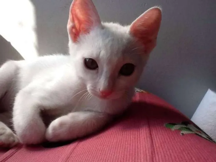 Gato ra a SRD idade 2 a 6 meses nome JIMI