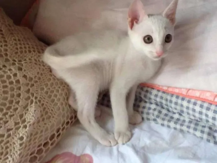 Gato ra a SRD idade 2 a 6 meses nome JIMI