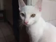 JIMI