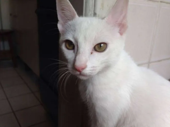 Gato ra a SRD idade 2 a 6 meses nome JIMI