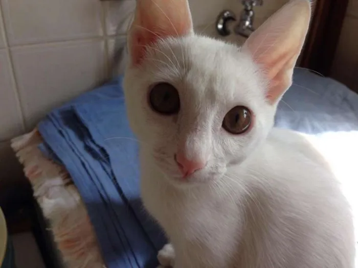 Gato ra a SRD idade 2 a 6 meses nome JIMI