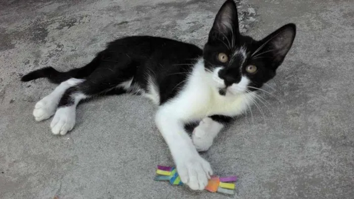 Gato raça SRD idade 2 a 6 meses nome TECO