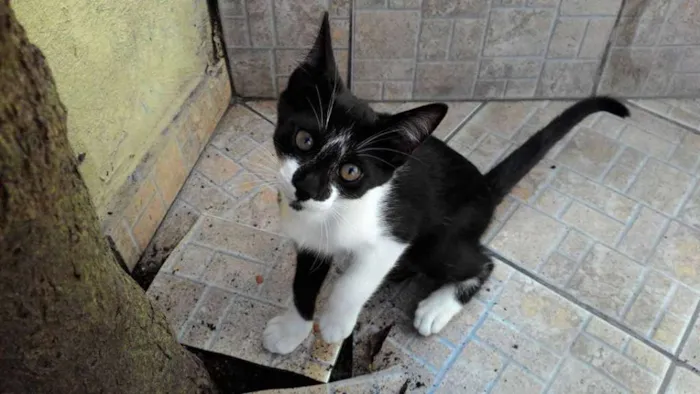 Gato raça SRD idade 2 a 6 meses nome TECO
