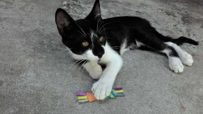 Gato raça SRD idade 2 a 6 meses nome TECO