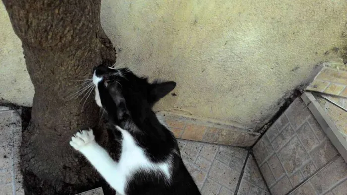 Gato raça SRD idade 2 a 6 meses nome TECO