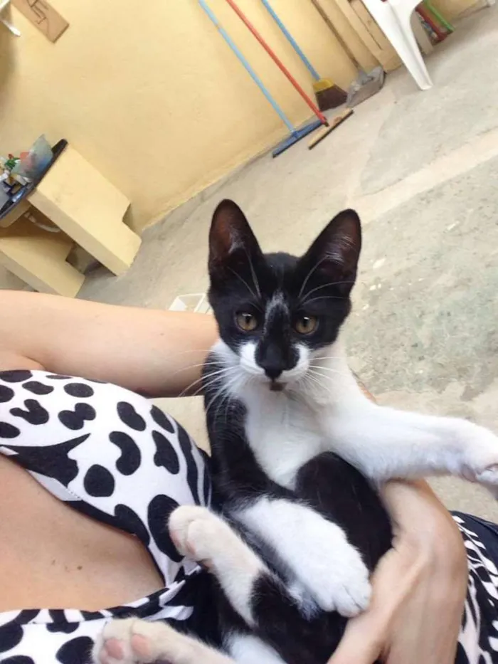 Gato raça SRD idade 2 a 6 meses nome TECO