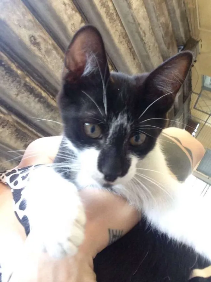 Gato raça SRD idade 2 a 6 meses nome TECO