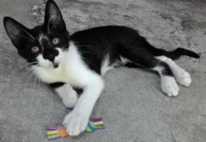 Gato raça SRD idade 2 a 6 meses nome TECO