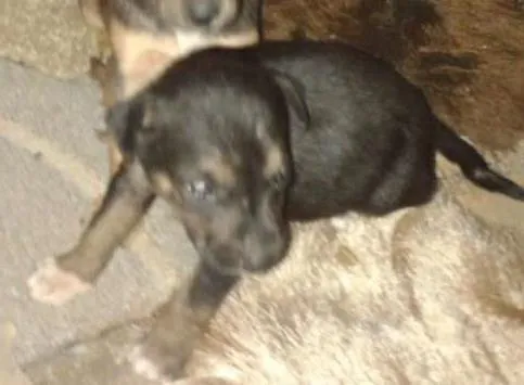 Cachorro ra a viralatas idade Abaixo de 2 meses nome betolven