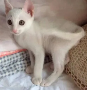 Gato raça SRD idade 2 a 6 meses nome JIMI