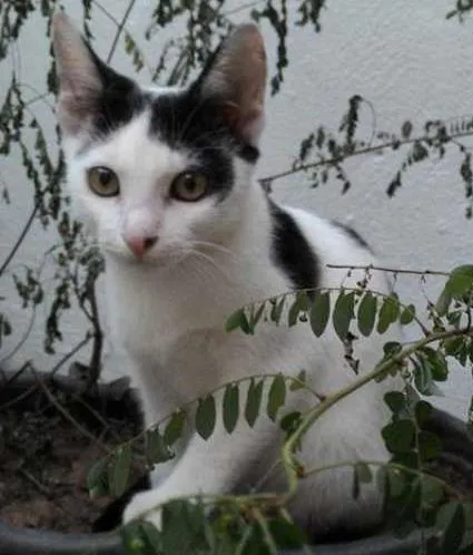 Gato raça SRD idade 2 a 6 meses nome FÉLIX