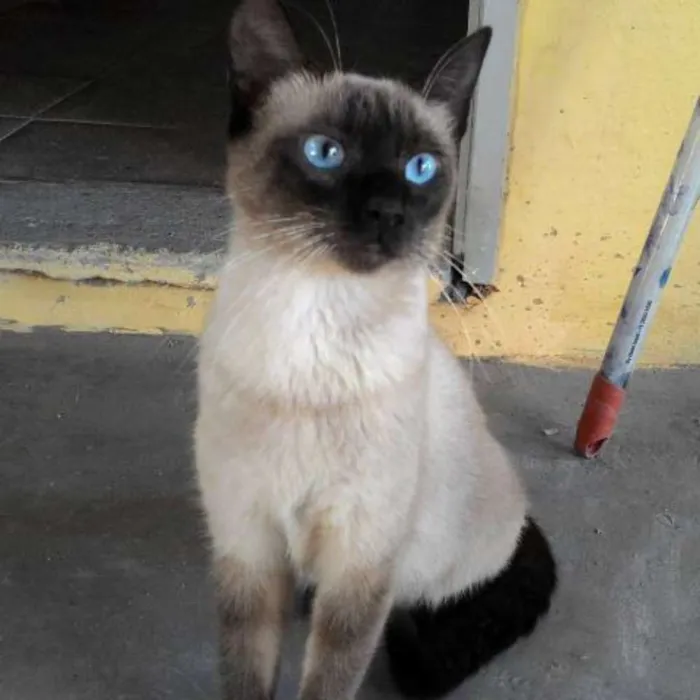 Gato ra a siamesa idade 7 a 11 meses nome ÂNGELA
