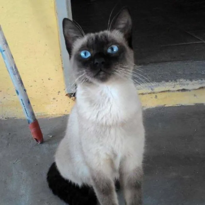 Gato ra a siamesa idade 7 a 11 meses nome ÂNGELA
