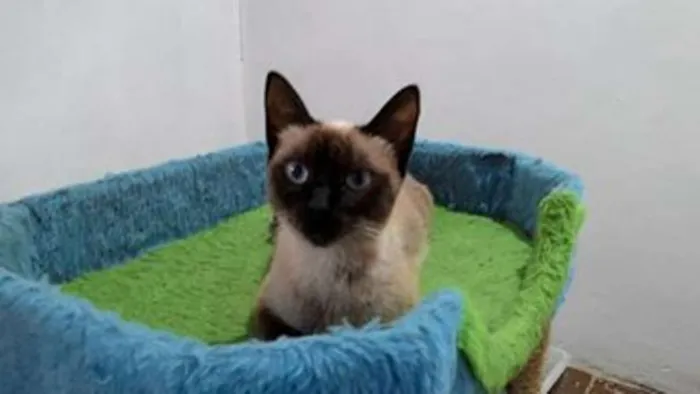 Gato ra a siamesa idade 7 a 11 meses nome ÂNGELA