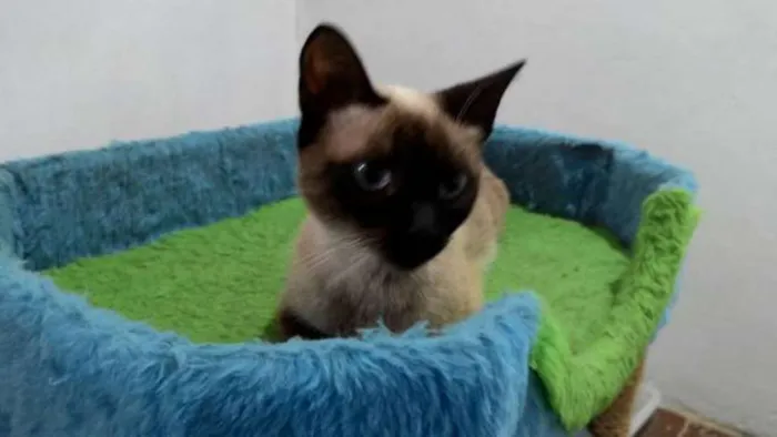 Gato ra a siamesa idade 7 a 11 meses nome ÂNGELA