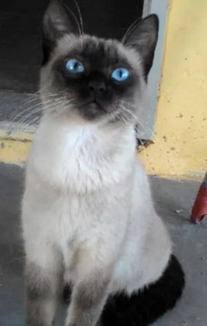 Gato raça siamesa idade 7 a 11 meses nome ÂNGELA
