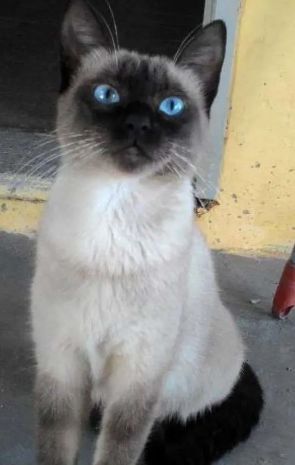 Gato ra a siamesa idade 7 a 11 meses nome ÂNGELA