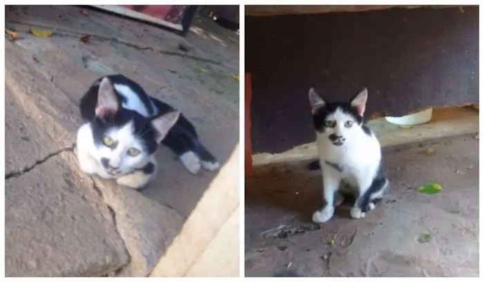 Gato ra a SRD idade 2 a 6 meses nome Samy