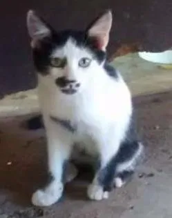 Gato ra a SRD idade 2 a 6 meses nome Samy