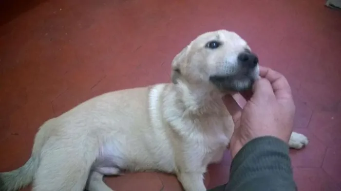Cachorro ra a SRD idade 2 a 6 meses nome sem nome