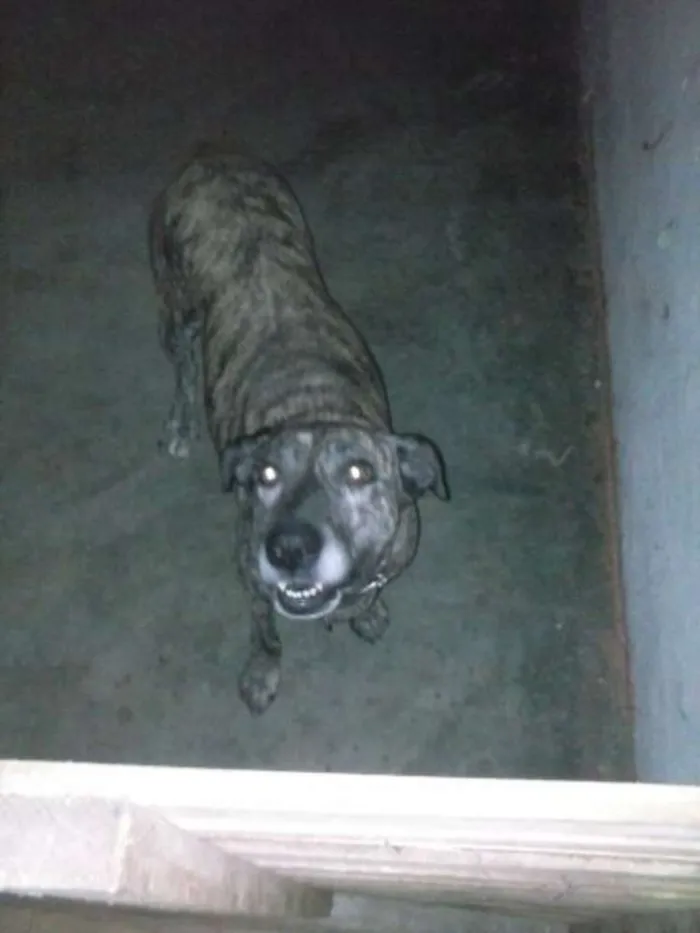 Cachorro ra a SRD idade 6 ou mais anos nome Bu