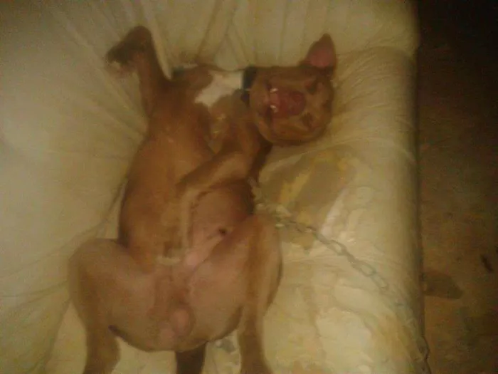 Cachorro raça pitbull com buldog idade 2 anos nome spick