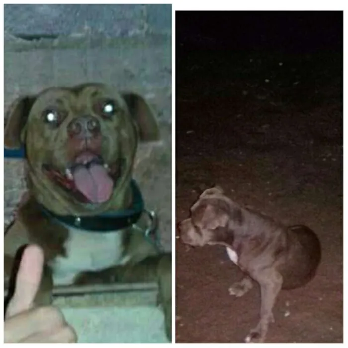 Cachorro raça pitbull com buldog idade 2 anos nome spick
