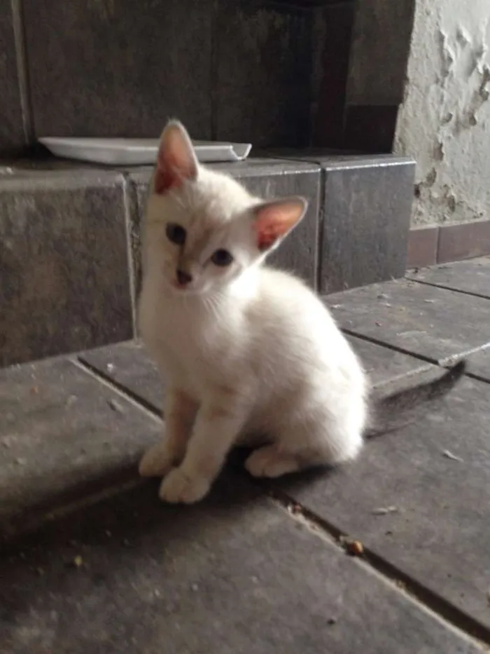 Gato ra a SRD idade 2 a 6 meses nome Sem nome