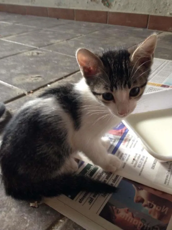 Gato ra a SRD idade 2 a 6 meses nome Sem nome