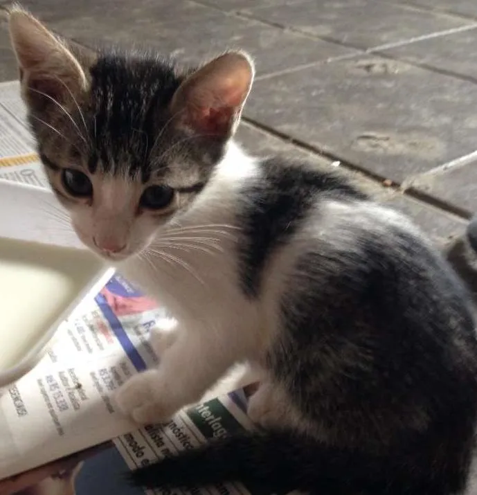 Gato ra a SRD idade 2 a 6 meses nome Sem nome