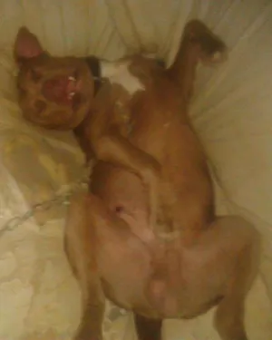 Cachorro raça pitbull com buldog idade 2 anos nome spick