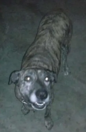 Cachorro raça SRD idade 6 ou mais anos nome Bu