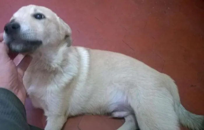 Cachorro ra a SRD idade 2 a 6 meses nome sem nome