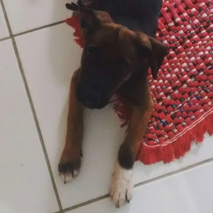 Cachorro ra a indefinida idade 2 a 6 meses nome Pituxxa