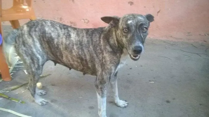 Cachorro ra a vira-latas idade 3 anos nome Emily, Degradê, Ceb