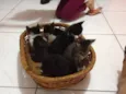 Gatinhos lindos 