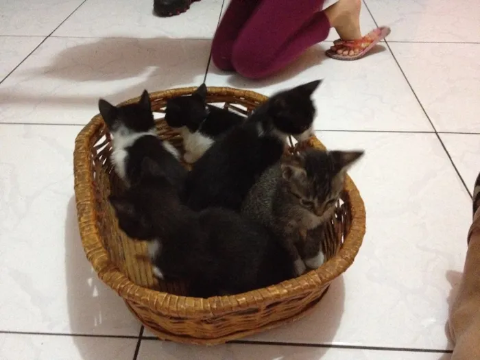 Gato ra a  idade 2 a 6 meses nome Gatinhos lindos 