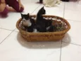 Gatinhos lindos 