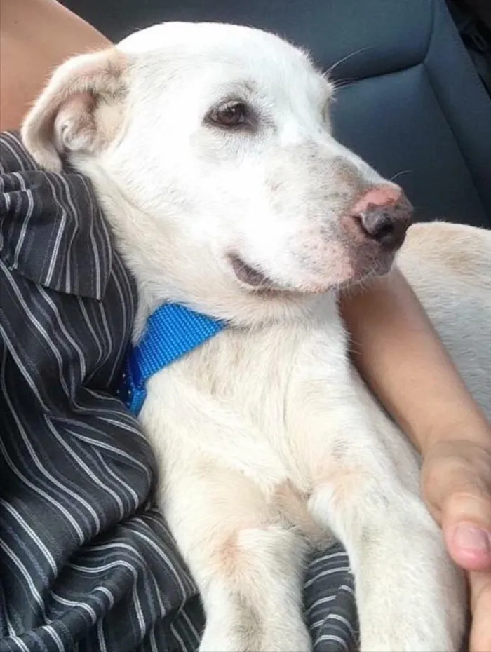 Cachorro ra a Labrador idade 3 anos nome Thor