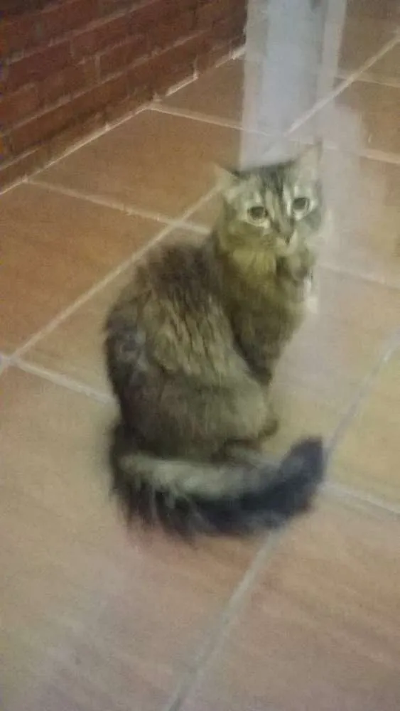 Gato ra a SRD idade 6 ou mais anos nome Arnolda GRATIFICA