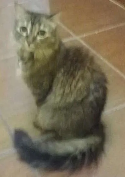 Gato ra a SRD idade 6 ou mais anos nome Arnolda GRATIFICA