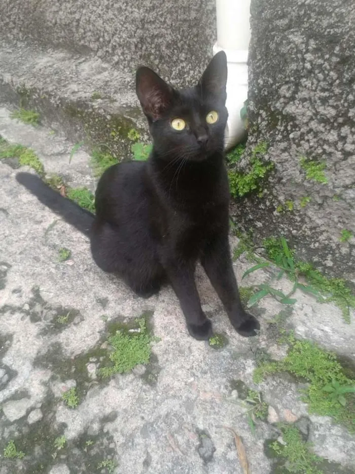 Gato raça srd idade 1 ano nome Leona