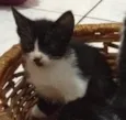 Gatinhos lindos 