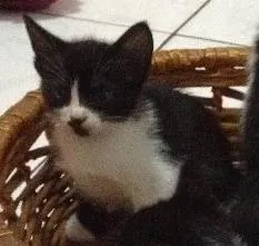 Gato raça  idade 2 a 6 meses nome Gatinhos lindos 