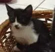 Gato raça  idade 2 a 6 meses nome Gatinhos lindos 