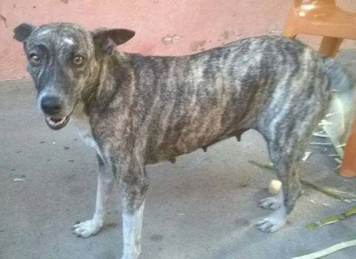 Cachorro ra a vira-latas idade 3 anos nome Emily, Degradê, Ceb