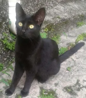 Gato raça srd idade 1 ano nome Leona