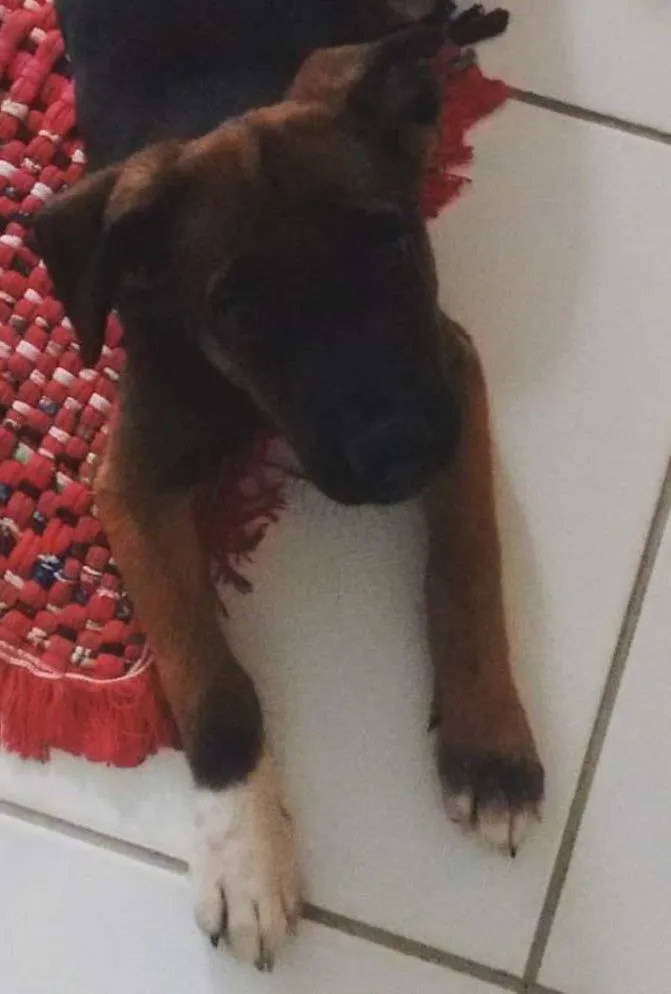 Cachorro ra a indefinida idade 2 a 6 meses nome Pituxxa