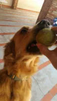 Bigo