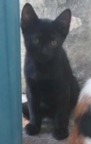 Gato raça sem raça idade 2 a 6 meses nome Lolo, Rajadinha, Ca